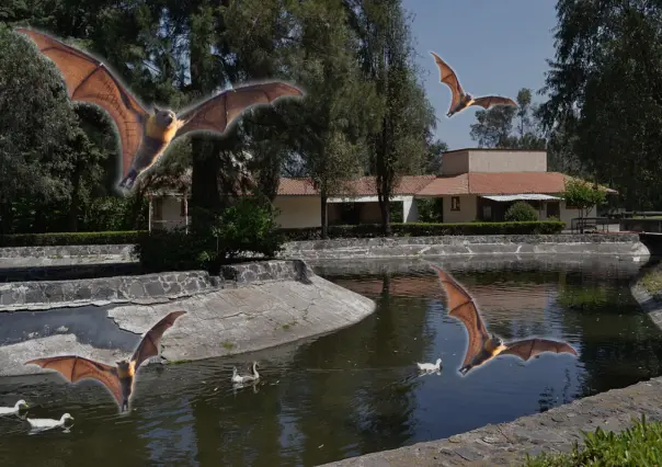 ¡Noche de murciélagos en Xochimilco! Conoce el precio, fecha, actividades y mucho más