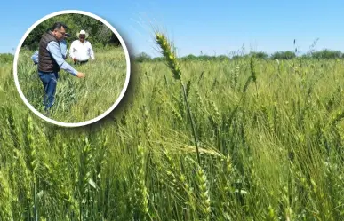 Nadadores fortalece la economía de Coahuila con producción de trigo harinero, ¿por qué? 