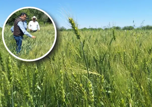 Nadadores fortalece la economía de Coahuila con producción de trigo harinero, ¿por qué? 