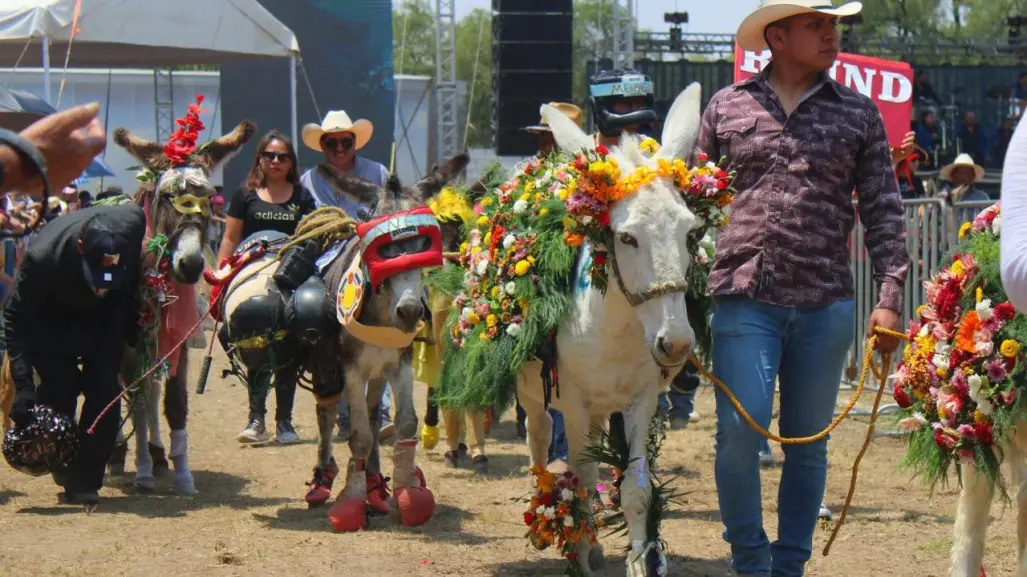 Feria Nacional del Burro Edomex: fechas, actividades y todo lo que no te puedes perder