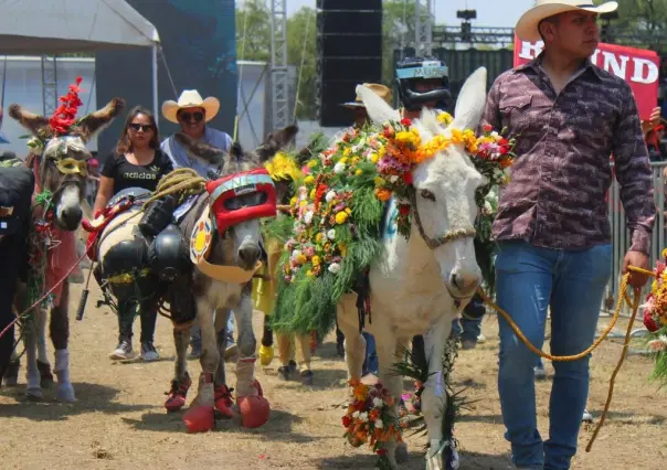 Feria Nacional del Burro Edomex: fechas, actividades y todo lo que no te puedes perder
