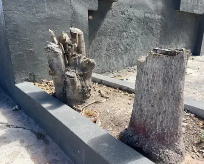 Maxihome tendrá que reforestar más de 50 árboles adultos en Saltillo 
