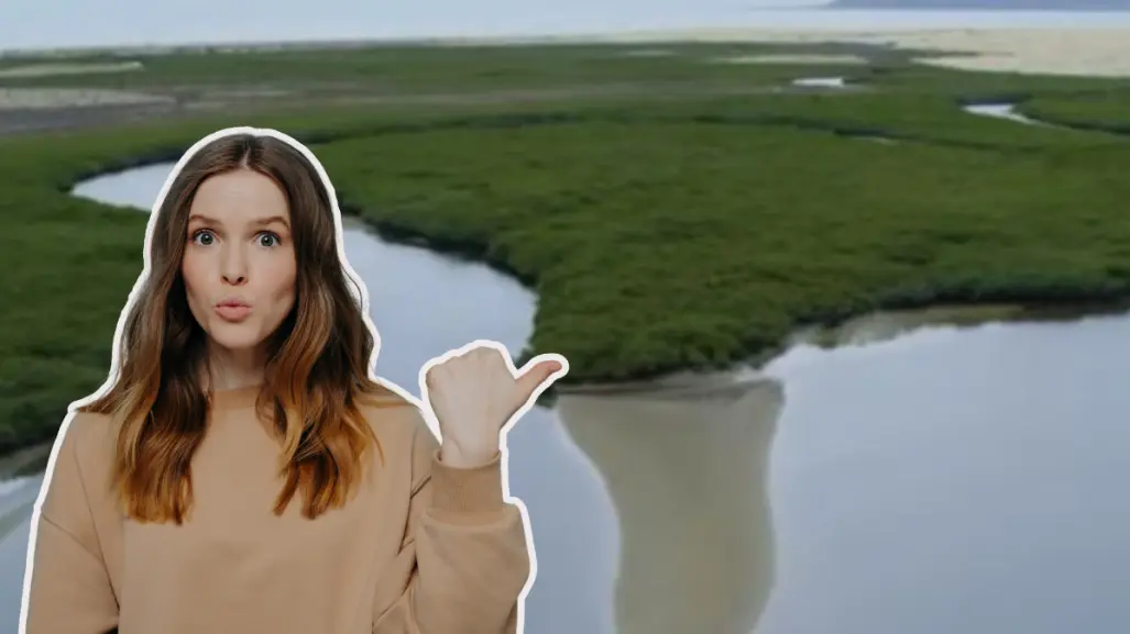 Nat Geo revela desde el aire la belleza de los manglares de Bahía Magdalena en BCS
