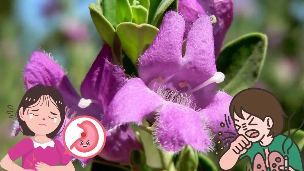 La planta nativa de Nuevo León que ayuda a tratar trastornos respiratorios y digestivos