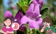 La planta nativa de Nuevo León que ayuda a tratar trastornos respiratorios y digestivos
