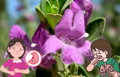 La planta nativa de Nuevo León que ayuda a tratar trastornos respiratorios y digestivos