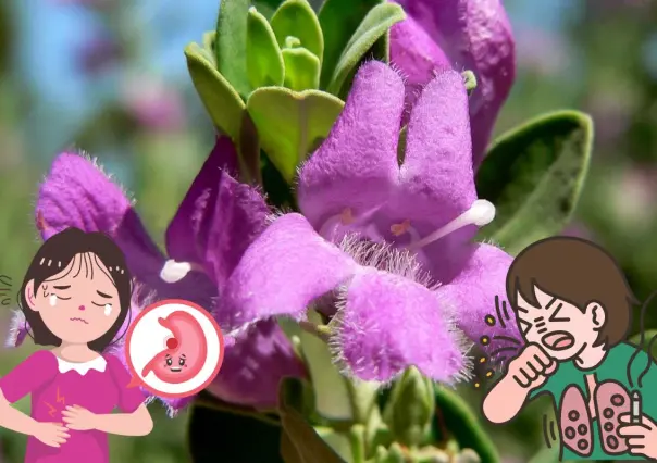 La planta nativa de Nuevo León que ayuda a tratar trastornos respiratorios y digestivos