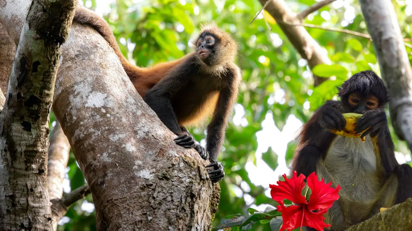 La casa del mono araña y del puma, Punta Laguna Monkey Reserve. Foto: Punta Laguna / Canva