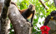 ¿Monos, cenotes y rituales mayas? Un rincón escondido en la selva yucateca
