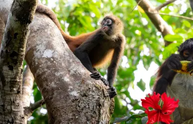¿Monos, cenotes y rituales mayas? Un rincón escondido en la selva yucateca