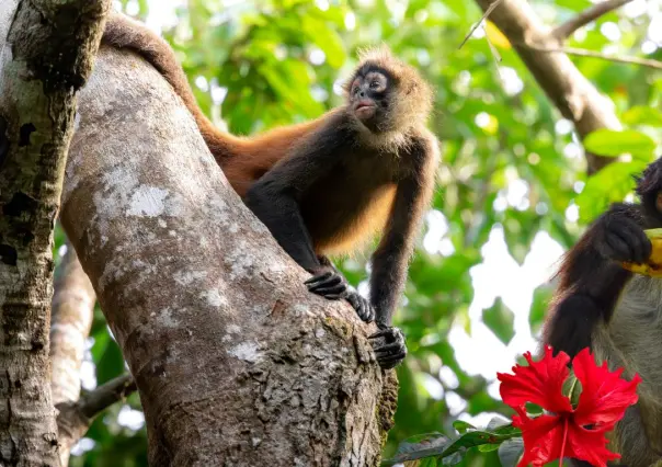 ¿Monos, cenotes y rituales mayas? Un rincón escondido en la selva yucateca