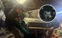 Rescatan mapache enjaulado en Apodaca