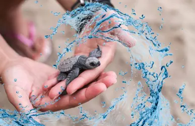 El pueblo mágico de Yucatán donde llegan las tortugas marinas para anidar