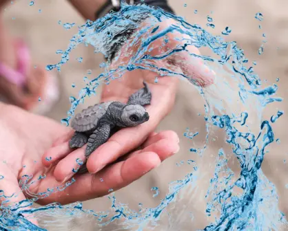 El pueblo mágico de Yucatán donde llegan las tortugas marinas para anidar
