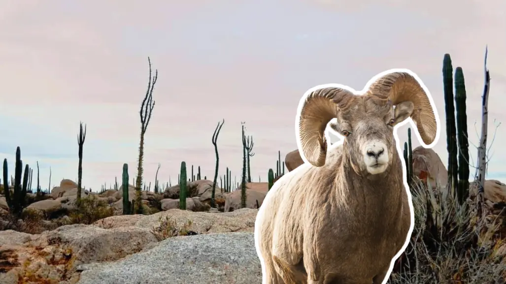 Descubre el Desierto de Cataviña en BC, con piedras gigantes, cactus y oasis escondidos