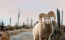 Descubre el Desierto de Cataviña en BC, con piedras gigantes, cactus y oasis escondidos