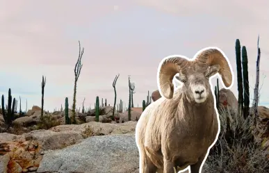 Descubre el Desierto de Cataviña en BC, con piedras gigantes, cactus y oasis escondidos
