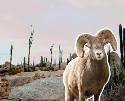 Descubre el Desierto de Cataviña en BC, con piedras gigantes, cactus y oasis escondidos