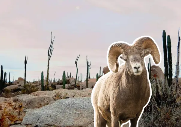 Descubre el Desierto de Cataviña en BC, con piedras gigantes, cactus y oasis escondidos
