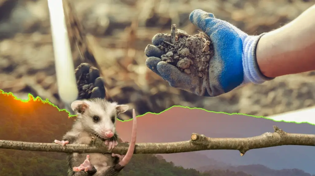 Parques y Vida Silvestre halla contaminación en suelo y animales cerca de ZINC Nacional