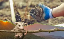 Parques y Vida Silvestre halla contaminación en suelo y animales cerca de ZINC Nacional