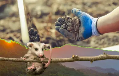 Parques y Vida Silvestre halla contaminación en suelo y animales cerca de ZINC Nacional