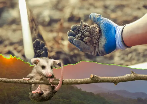 Parques y Vida Silvestre halla contaminación en suelo y animales cerca de ZINC Nacional