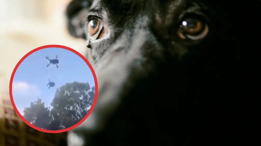 Maltrato animal en Quintana Roo: cuelgan a un perro de un dron y lo elevan varios metros