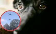 Maltrato animal en Quintana Roo: cuelgan a un perro de un dron y lo elevan varios metros