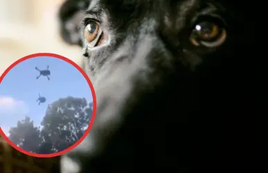 Maltrato animal en Quintana Roo: cuelgan a un perro de un dron y lo elevan varios metros