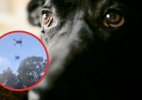 Maltrato animal en Quintana Roo: cuelgan a un perro de un dron y lo elevan varios metros