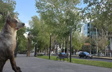 VIDEO| Perro escapa de su domicilio y es buscado por sus dueños en la ciudad de Durango