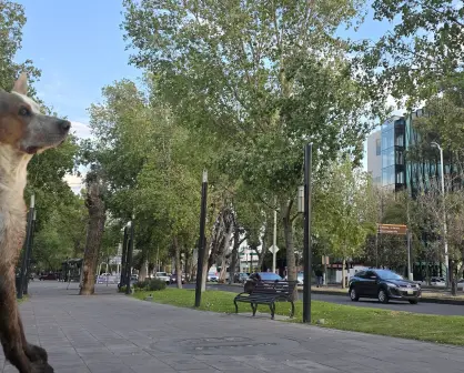 VIDEO| Perro escapa de su domicilio y es buscado por sus dueños en la ciudad de Durango