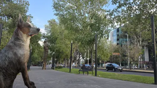 VIDEO| Perro escapa de su domicilio y es buscado por sus dueños en la ciudad de Durango