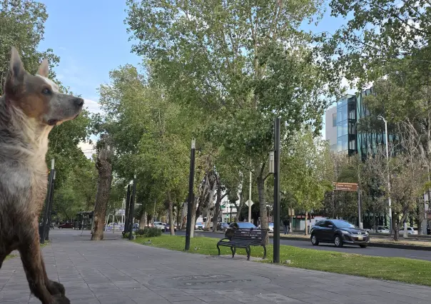 VIDEO| Perro escapa de su domicilio y es buscado por sus dueños en la ciudad de Durango