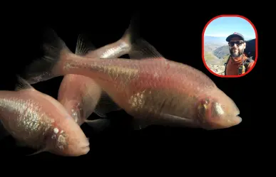 Este es el Pez Ciego de Tamaulipas que revela secretos sobre la evolución