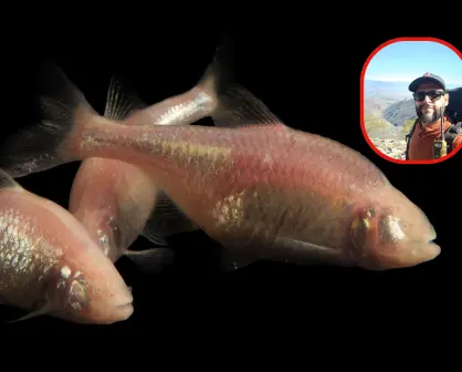 Este es el Pez Ciego de Tamaulipas que revela secretos sobre la evolución