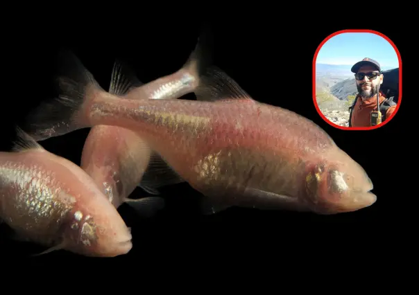 Este es el Pez Ciego de Tamaulipas que revela secretos sobre la evolución