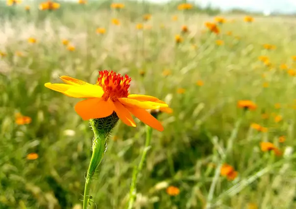 La planta nativa del bosque de Durango que se usa para espantar los mosquitos y combatir malestares