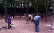 ¡Porque los lomitos son parte de la familia! Conoce estos 5 parques en CDMX para llevarlos a pasear 