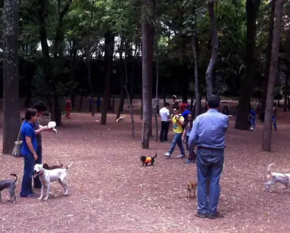 ¡Porque los lomitos son parte de la familia! Conoce estos 5 parques en CDMX para llevarlos a pasear 