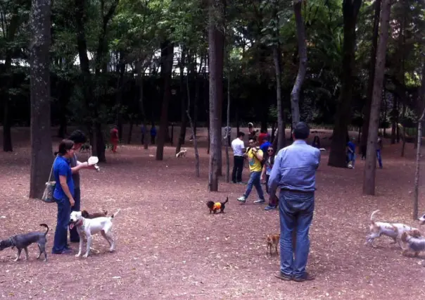 ¡Porque los lomitos son parte de la familia! Conoce estos 5 parques en CDMX para llevarlos a pasear 