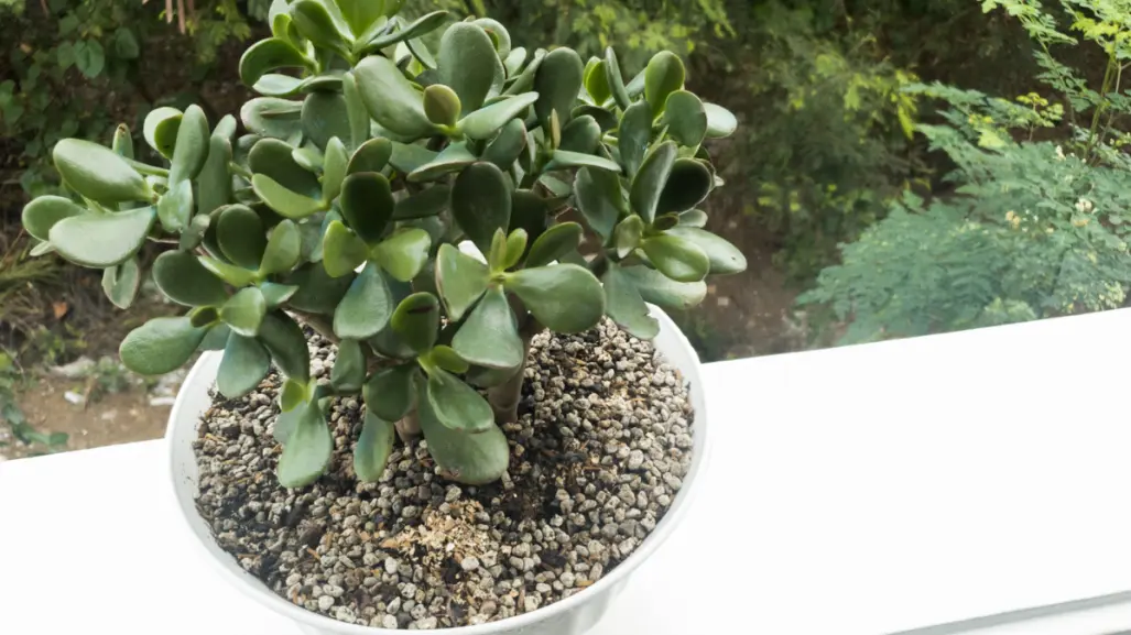 Conoce las 5 diferencias entre los tipos de árbol de jade