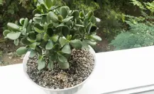 Conoce las 5 diferencias entre los tipos de árbol de jade