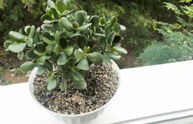 Conoce las 5 diferencias entre los tipos de árbol de jade