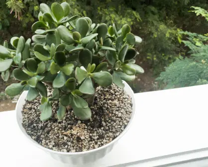 Conoce las 5 diferencias entre los tipos de árbol de jade