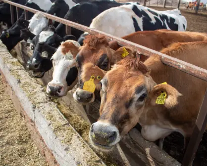 Secretario de Agricultura responde a EE. UU. sobre restricciones al ganado por gusano barrenador