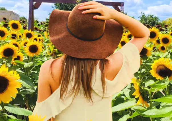 ¿Dónde está el jardín de girasoles en Yucatán, que nació de una promesa de amor?