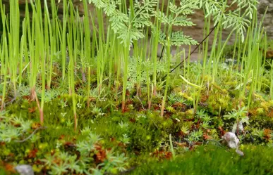 3 plantas medicinales que puedes encontrar en el bosque de Durango