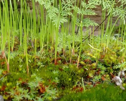 3 plantas medicinales que puedes encontrar en el bosque de Durango